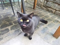 -喵屿·大理花园猫咖