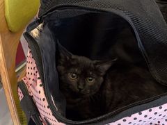 -北京观赏动物医院·24小时大型综合·猫专科·异宠专科