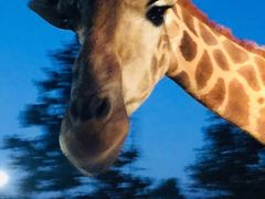 -清迈夜间动物园