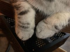 -蓝鲸·缅因猫舍