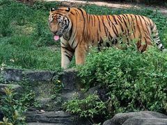 -深圳野生动物园