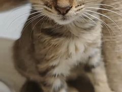 -瑞鹏宠物医院·夜间急症·心超·猫科(祖庙分店)