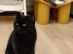 -有喵·猫咖·狗咖·40+猫狗有小奶狗(岗厦店)