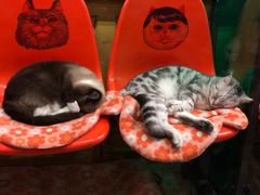 -猫咪博物馆(顶澳仔猫街店)