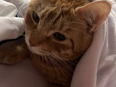 -唐小姐の猫狗洗护·购宠旗舰店(周浦万达店)