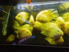 -朝来春花卉市场