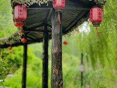 -合肥滨湖国家森林公园