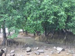 -宝安西湾红树林湿地公园