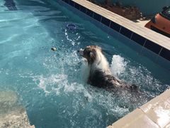 -趣玩宠物乐园寄养训犬训狗游泳池