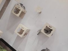 -猫色咖啡·猫咖