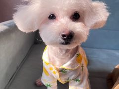 -爱宠屋pet shop·宠物洗澡·宠物美容