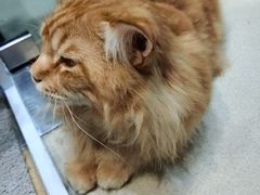 -藏猫猫咖啡主题馆(中央大道店)