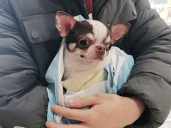 -爱侣·安琦尔宠物医院·中兽医针灸·心内科·狂犬免疫点(宝山区院)