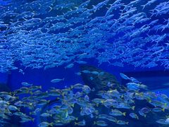 -海合安武汉极地海洋公园
