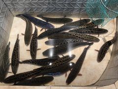 -风情丽江斑鱼火锅(孙家沟西南路80号店)