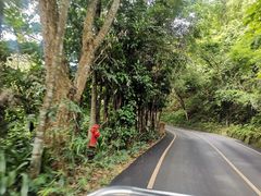 -西双版纳原始森林公园