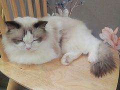 -楼上猫咖(罗湖店)