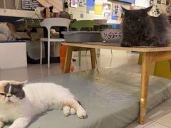 -平行世界·猫咖(首经贸店)