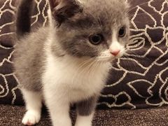-Bastet sally猫舍购宠(静安店)