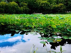 -云溪植物园