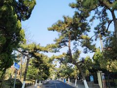 -八大关景区