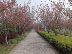 -高东镇樱花园