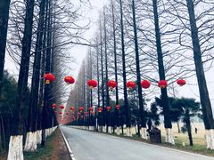 -黄海国家森林公园