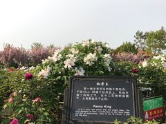 -曹州牡丹园