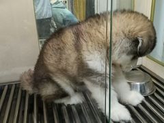 -观音桥步行街