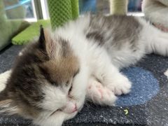 -babydoll猫舍·米努特·德文·缅因(久光中心店)