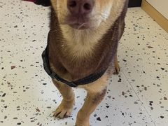 -瑞派康怡24h宠物医院·犬猫医疗中心·微创绝育(瑞景分院)