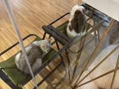 -喵小馆·猫咖狗咖猪咖·饮品店