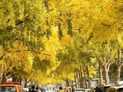-三里屯东五街银杏大道