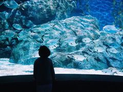 -暹罗海洋世界