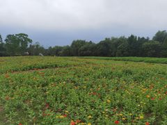 -同里国家湿地公园