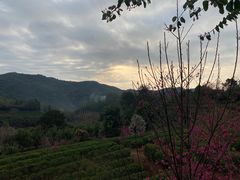 -雁南飞茶田景区