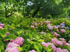 -上海共青森林公园