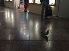 -谢列梅捷沃国际机场