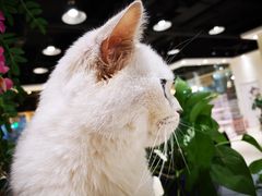 -藏猫猫咖啡主题馆(中央大道店)