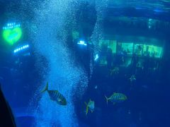 -成都浩海立方海洋公园