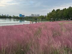 -贡湖湾湿地公园