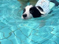 -趣玩宠物乐园寄养训犬训狗游泳池