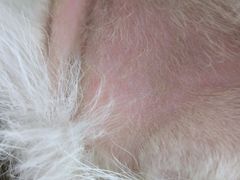 -暖阳宠物医院·犬猫康复中心·骨科