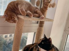 -瑞派名望24h动物医院异宠专科·猫专科·骨科·重症监护分院