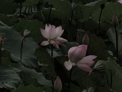 -荔湾湖公园