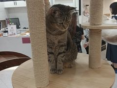 -喵园·猫主题咖啡厅·撸猫·猫咖(国贸店)