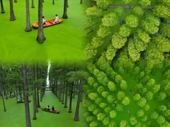 -渌洋湖湿地公园