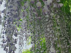 -嘉定紫藤园