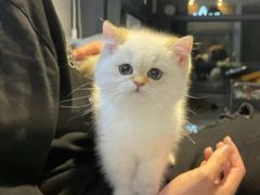 -欣宠猫屋·矮脚拿破仑·蓝金金渐层