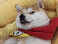 -逗柴咖啡屋·狗咖猫咖宠物桌游